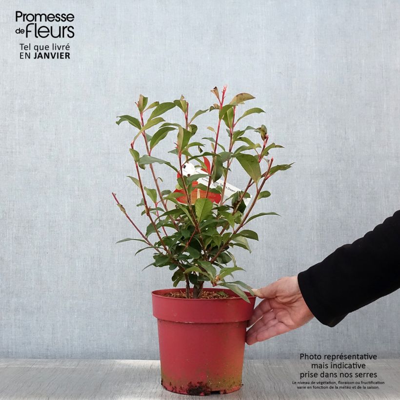 Amostra de Photinia fraseri Devil's Dream Vaso de 2 L/3 L tal como entregue no inverno