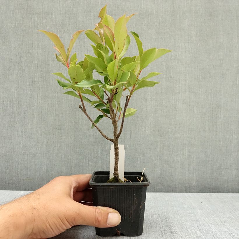 Amostra de Photinia fraseri Dynamo Red Vaso de 8/9 cm tal como entregue no verão