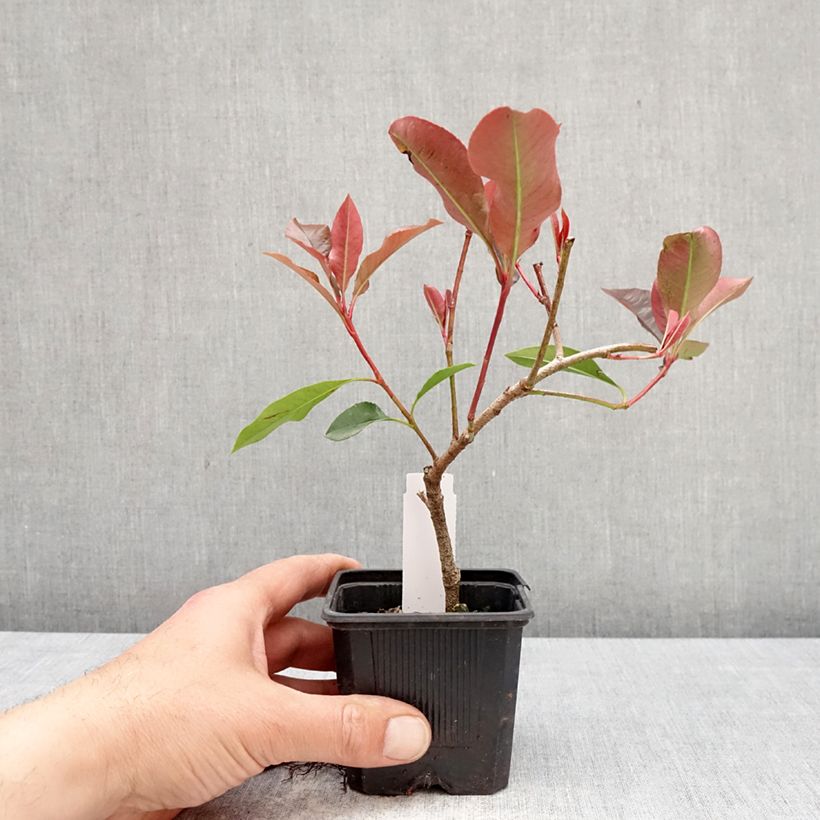 Amostra de Photinia fraseri Dynamo Red Vaso de 8/9 cm tal como entregue na primavera
