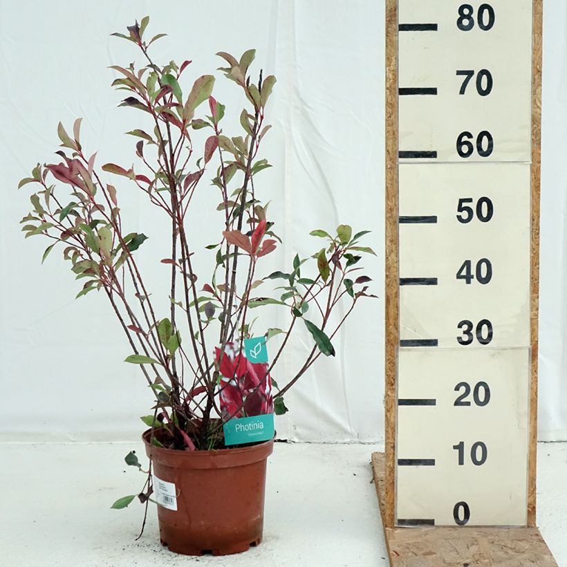 Amostra de Photinia fraseri Dynamo Red Vaso de 4 L/5 L tal como entregue no outono