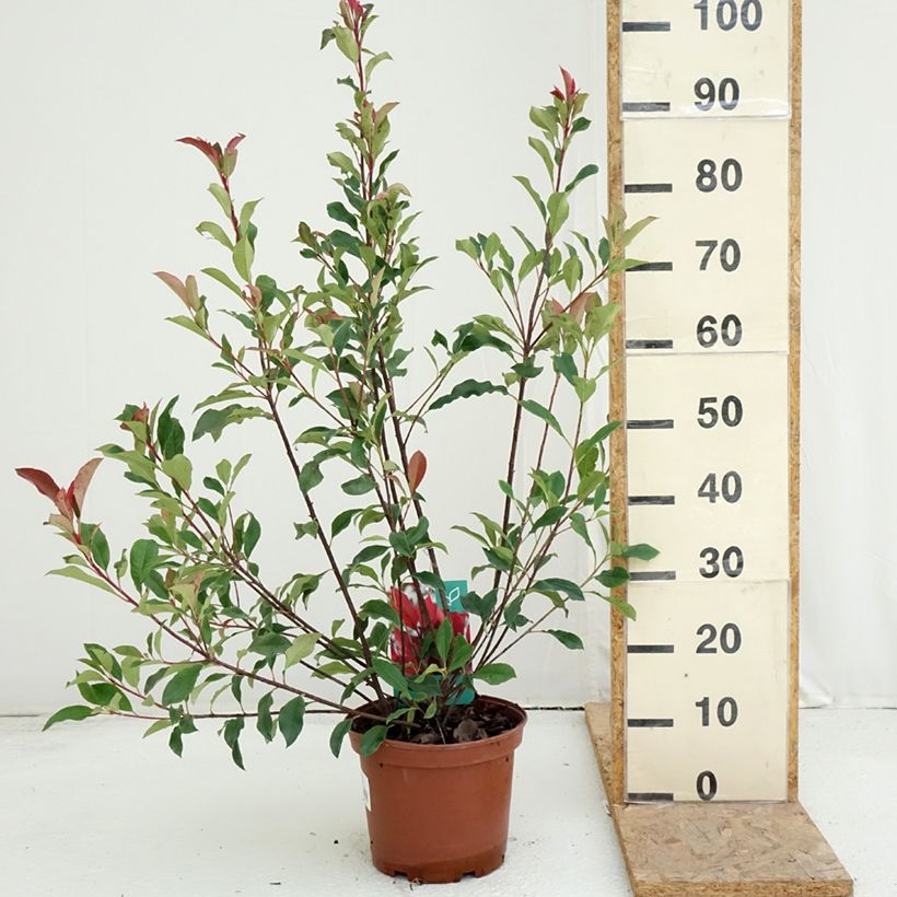 Amostra de Photinia fraseri Dynamo Red Vaso de 4 L/5 L tal como entregue no verão