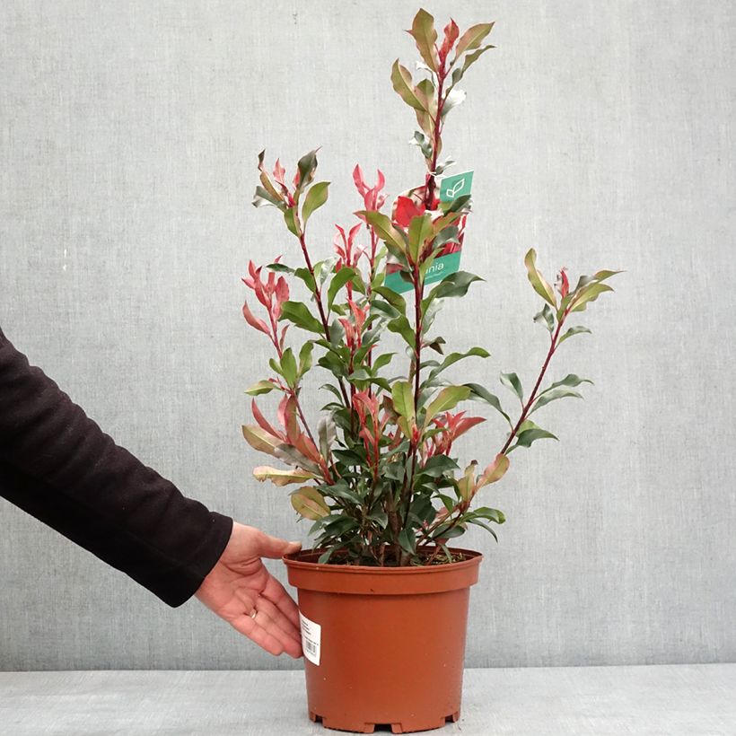 Amostra de Photinia fraseri Dynamo Red Vaso de 4 L/5 L tal como entregue no inverno