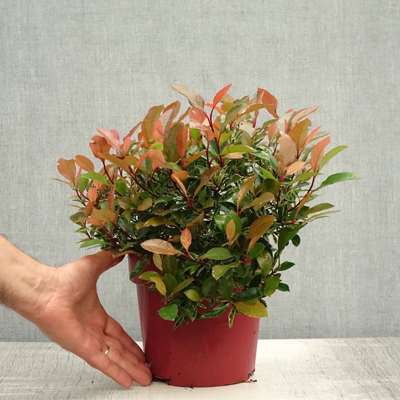 Amostra de Photinia fraseri Little Fenna Vaso de 2 L/3 L tal como entregue no verão