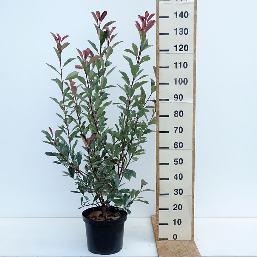 Amostra de Photinia fraseri Louise Vaso de 7,5 L/10 L tal como entregue no outono