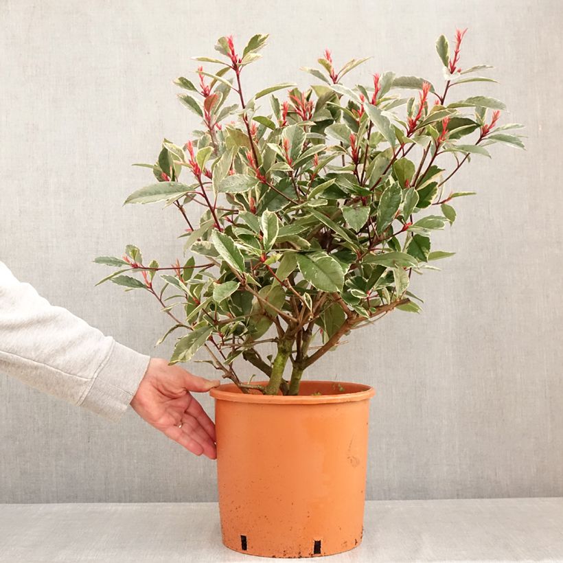 Amostra de Photinia fraseri Louise Vaso de 7,5 L/10 L tal como entregue no inverno