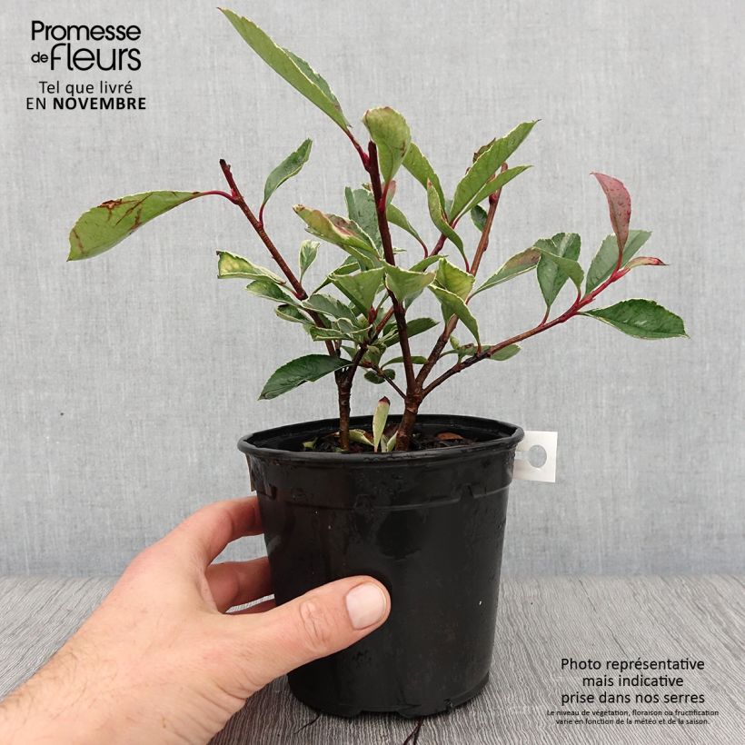 Amostra de Photinia fraseri Pink Marble Vaso de 1 L/1,5 L tal como entregue no outono