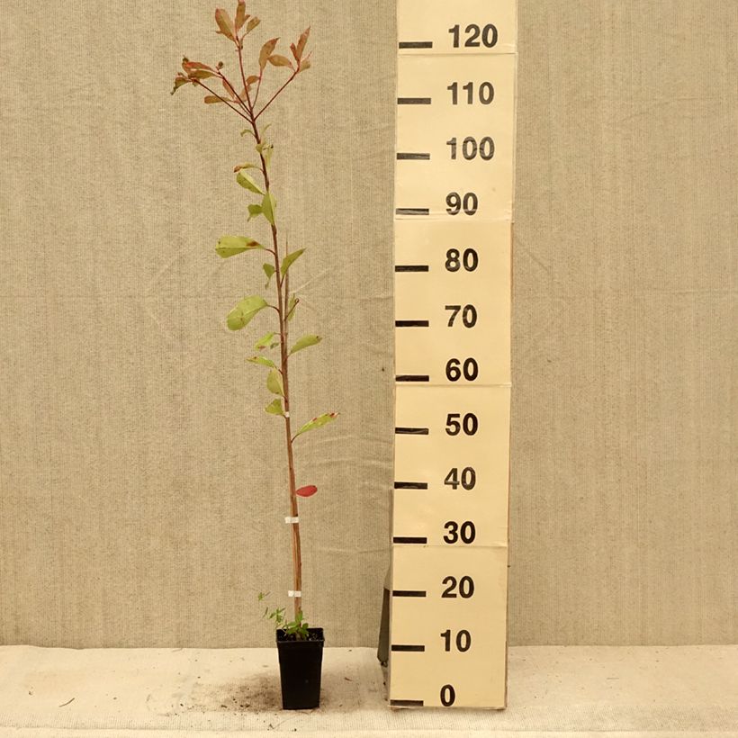 Amostra de Photinia fraseri Pink Marble Vaso de 1 L/1,5 L tal como entregue no verão