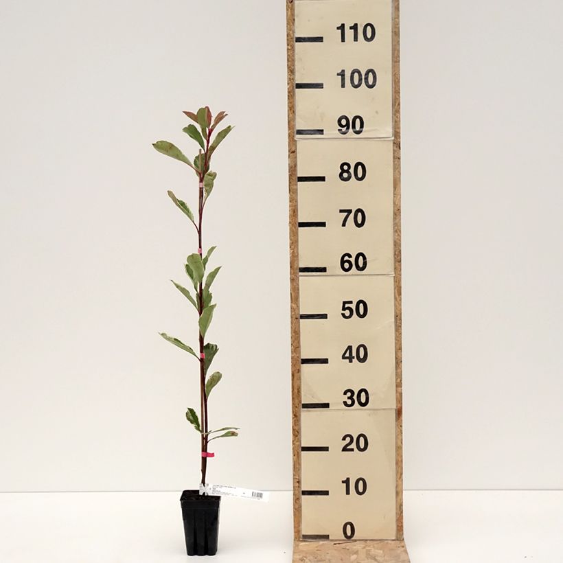 Amostra de Photinia fraseri Pink Marble Vaso de 1 L/1,5 L tal como entregue no inverno