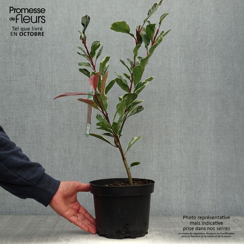 Amostra de Photinia fraseri Pink Marble Vaso de 2 L/3 L tal como entregue no outono