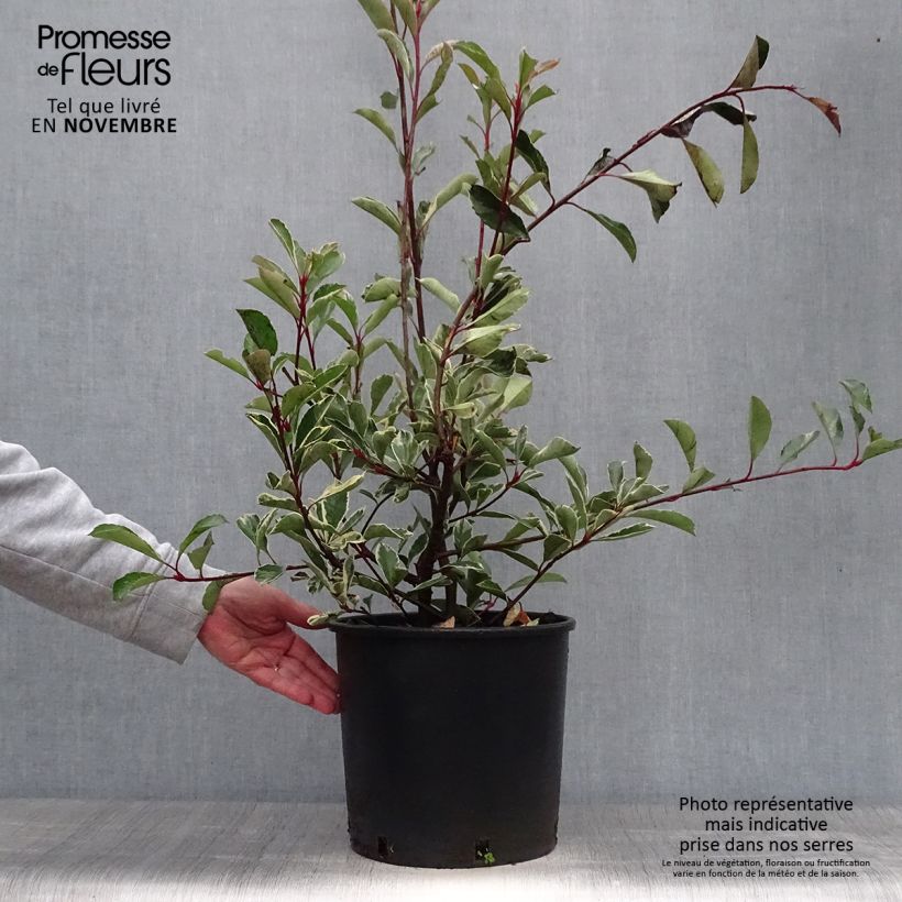 Amostra de Photinia fraseri Pink Marble Vaso de 7,5 L/10 L tal como entregue no outono