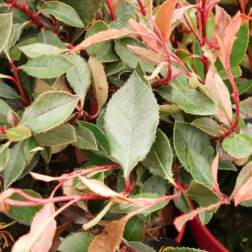 Photinia fraseri Red Ballcoon (Folhagem)