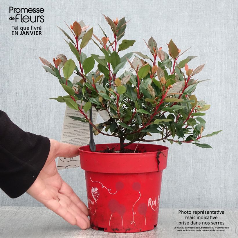 Amostra de Photinia fraseri Red Ballcoon Vaso de 2 L/3 L tal como entregue no inverno