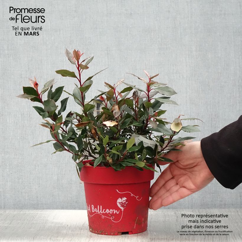 Amostra de Photinia fraseri Red Ballcoon Vaso de 2 L/3 L tal como entregue na primavera