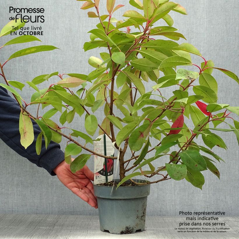 Amostra de Photinia fraseri Red Light Pot de 3L/4L tal como entregue no outono