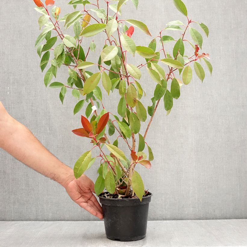 Amostra de Photinia fraseri Red Light Vaso de 3 L/4 L tal como entregue no verão