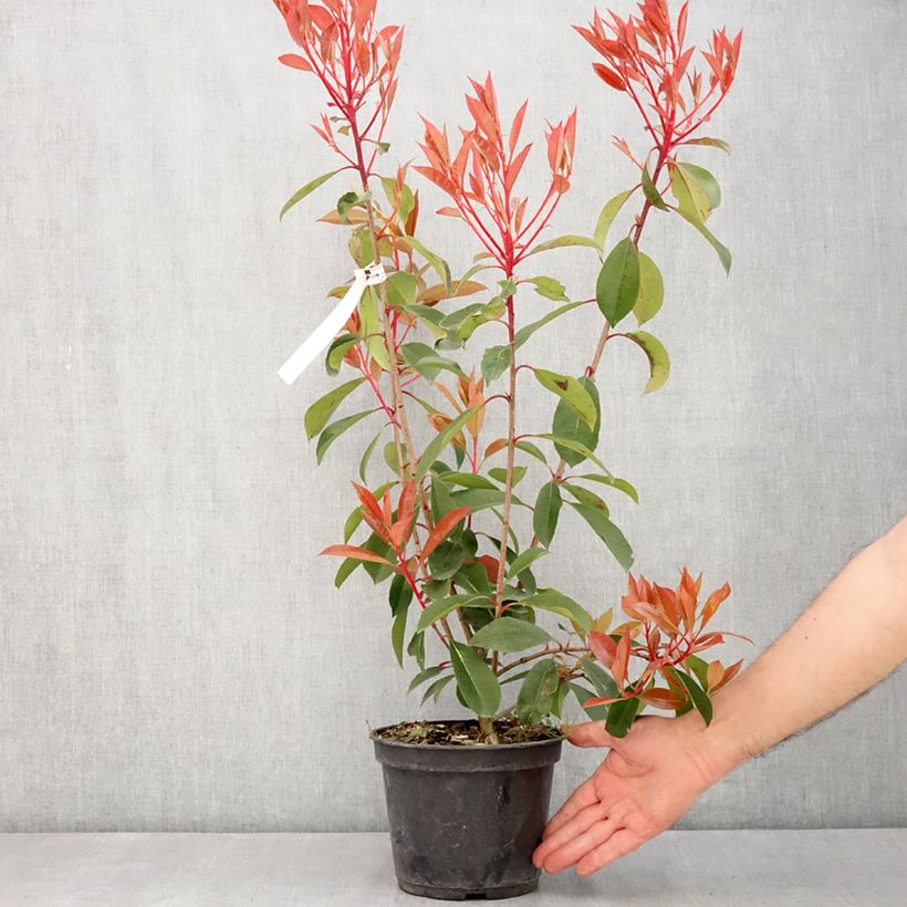 Amostra de Photinia fraseri Red Light Vaso de 3 L/4 L tal como entregue na primavera