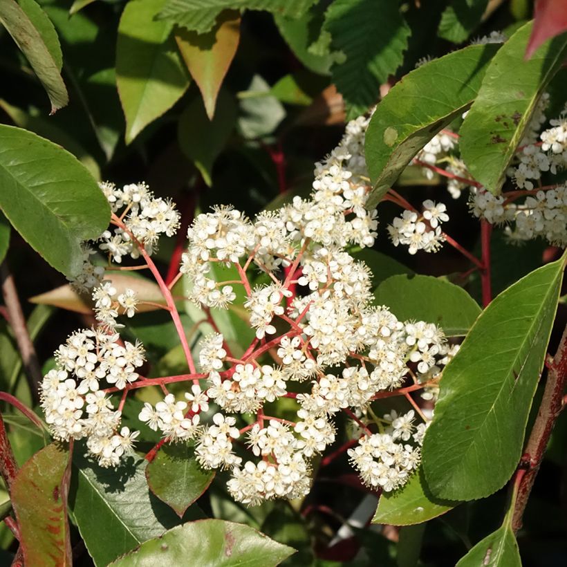 Photinia fraseri Red Light (Floração)