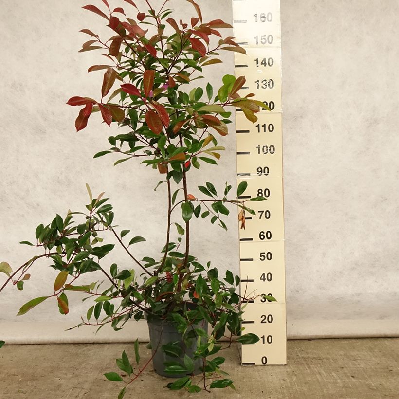 Amostra de Photinia fraseri Red Robin Vaso de 12 L/15 L tal como entregue no verão