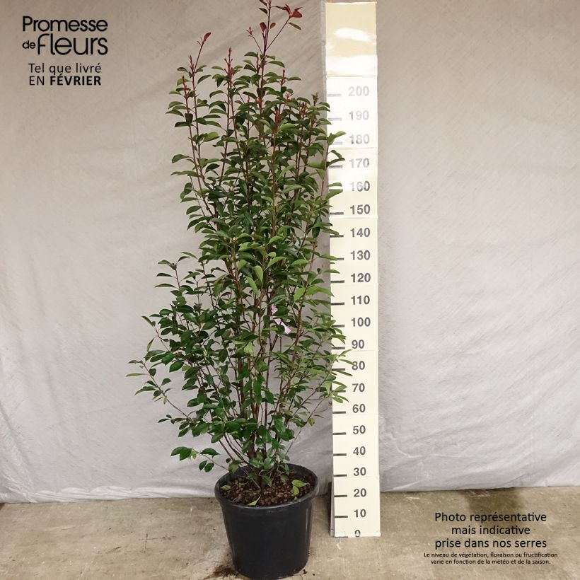 Amostra de Photinia fraseri Red Robin Vaso de 18 L/20 L tal como entregue no inverno