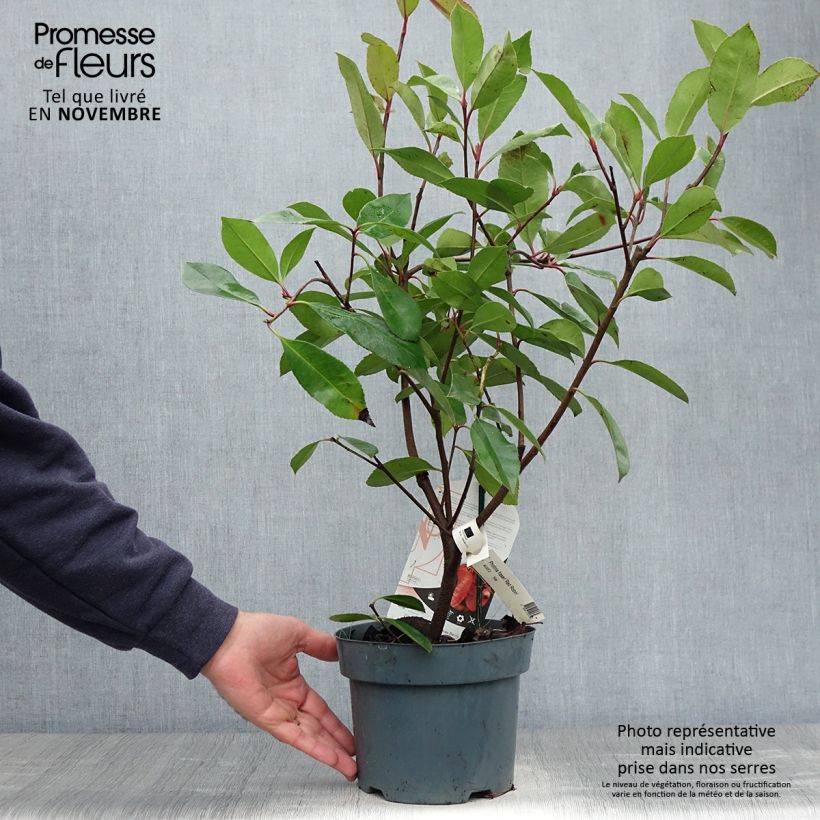 Amostra de Photinia fraseri Red Robin Vaso de 2 L/3 L tal como entregue no outono