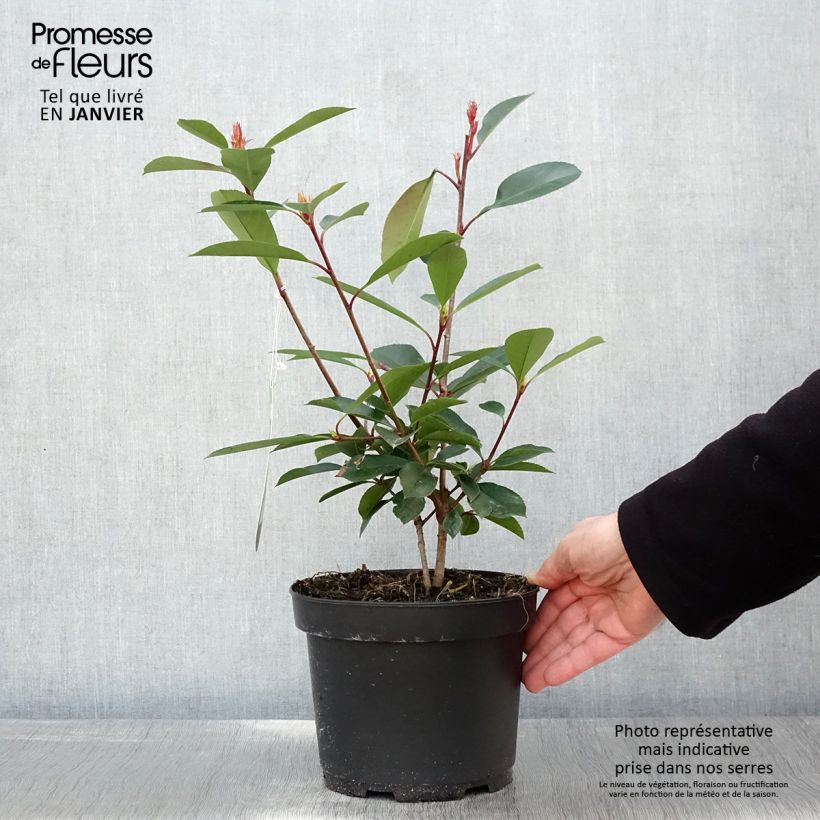 Amostra de Photinia fraseri Red Robin Vaso de 2 L/3 L tal como entregue no inverno