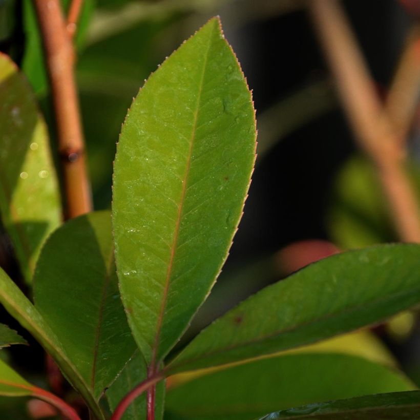 Photinia fraseri Red Robin (Folhagem)