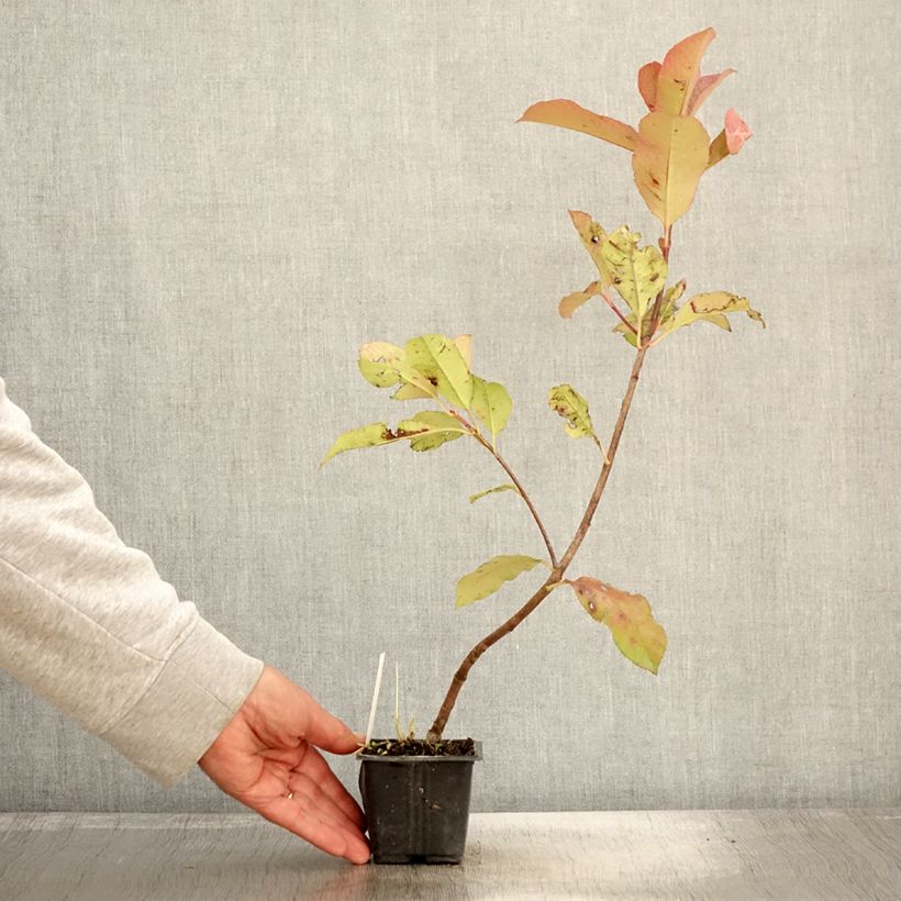 Amostra de Photinia fraseri Red Robin Blood Vaso de 8/9 cm tal como entregue no outono