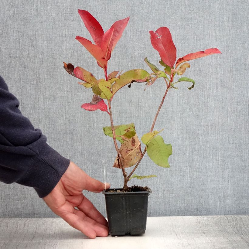 Amostra de Photinia fraseri Red Robin Blood Vaso de 8/9 cm tal como entregue no verão