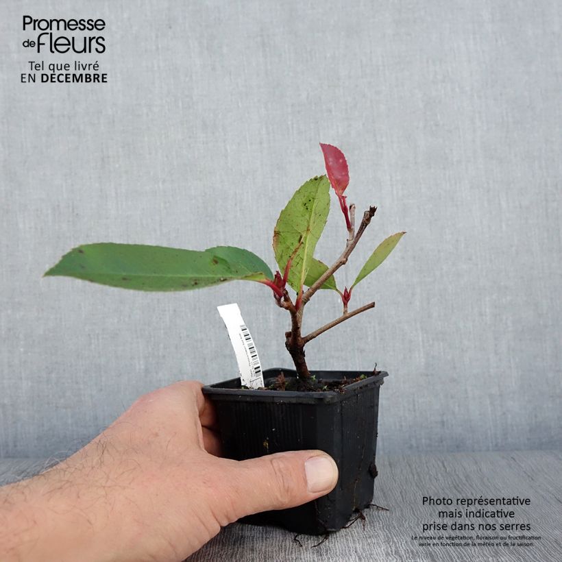 Amostra de Photinia fraseri Red Robin Vaso de 8/9 cm tal como entregue no outono