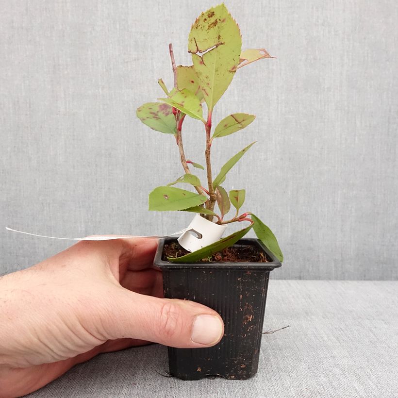 Amostra de Photinia fraseri Red Robin Vaso de 8/9 cm tal como entregue no inverno