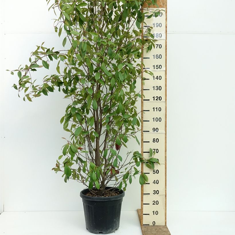Amostra de Photinia fraseri Red Robin Vaso de 30 L/35 L tal como entregue no verão