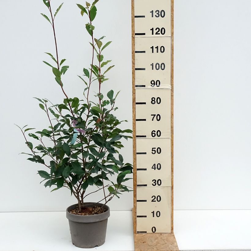 Amostra de Photinia fraseri Red Robin Vaso de 7,5 L/10 L tal como entregue no verão