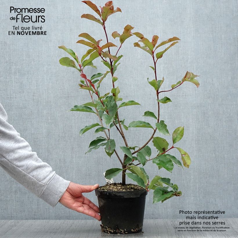 Amostra de Photinia fraseri Red Select Vaso de 3 L/4 L tal como entregue no outono