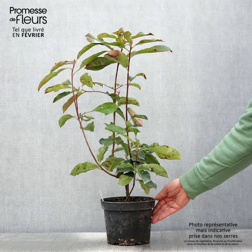 Amostra de Photinia fraseri Red Select Pot de 3L/4L tal como entregue no inverno