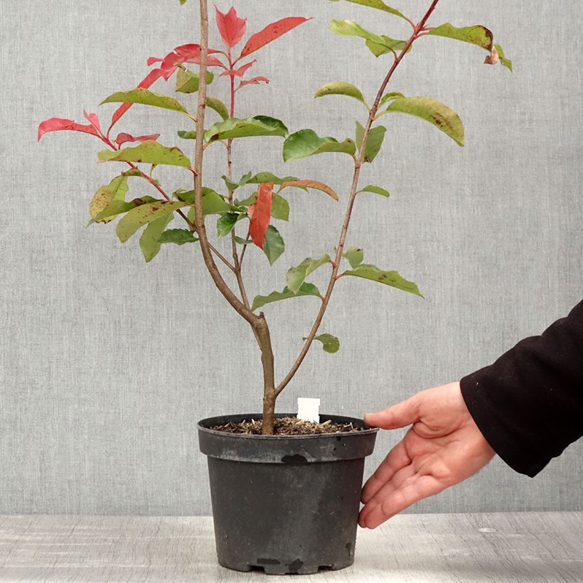 Amostra de Photinia fraseri Red Select Vaso de 3 L/4 L tal como entregue na primavera