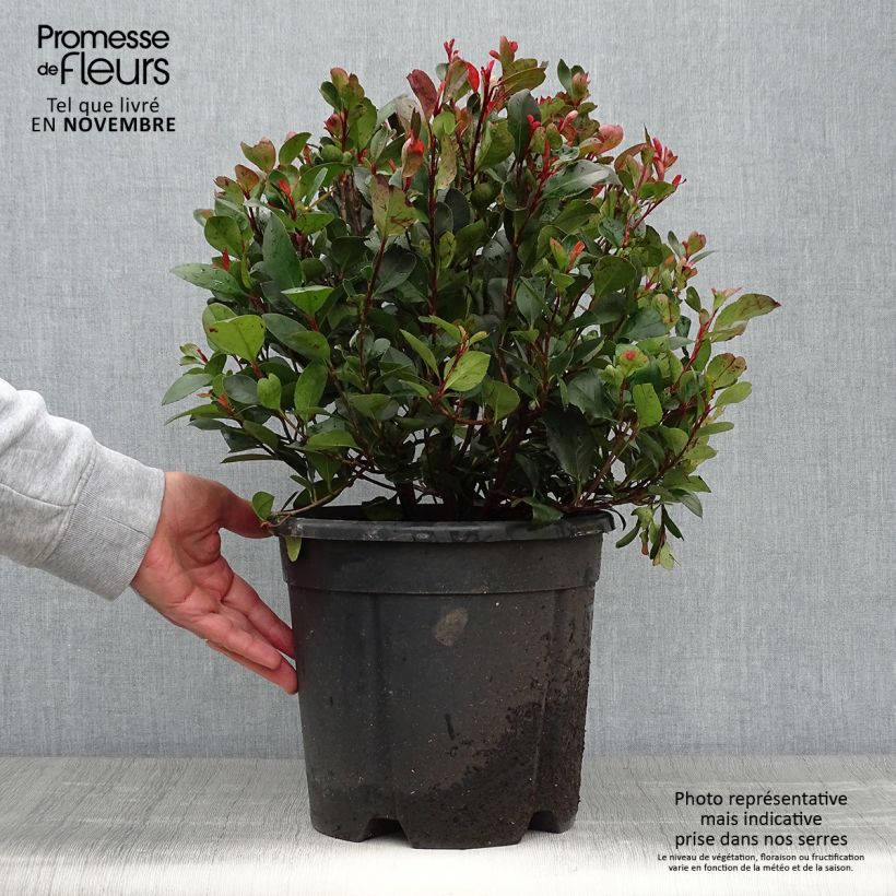 Amostra de Photinia Little Red Robin en pot de 10L tal como entregue no outono
