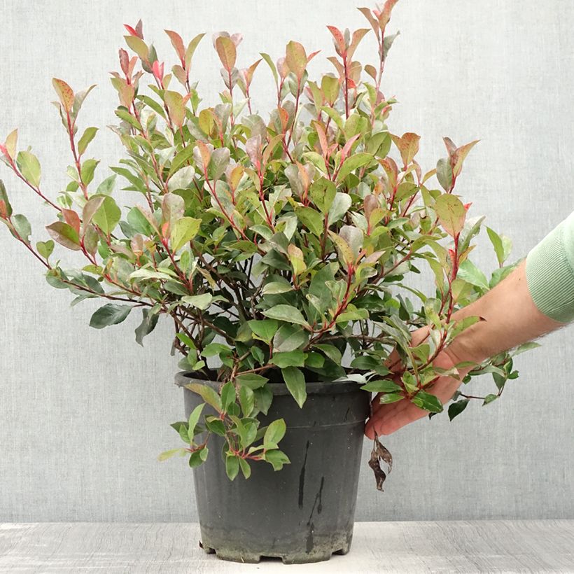 Amostra de Photinia Little Red Robin en pot de 10L tal como entregue no verão