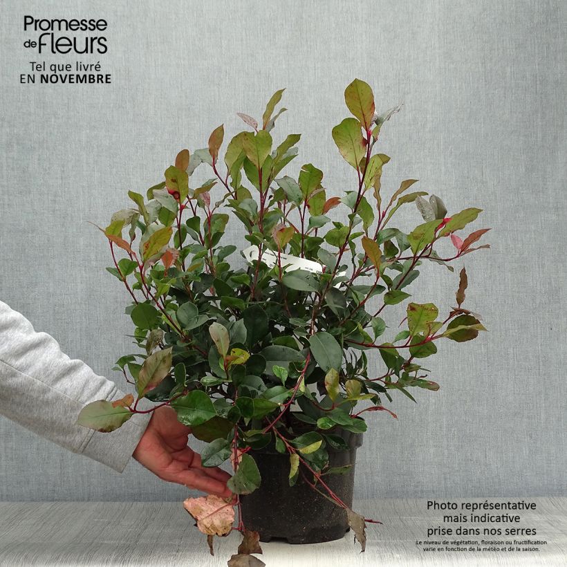 Amostra de Photinia fraseri Little Red Robin Vaso de 2 L/3 L tal como entregue no outono