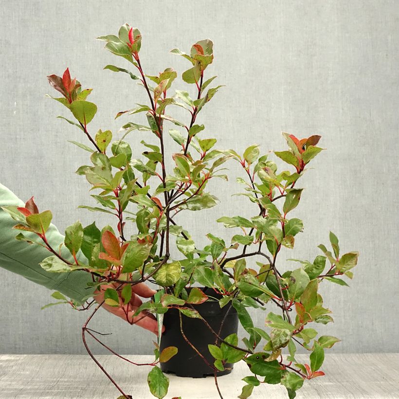 Amostra de Photinia fraseri Little Red Robin Vaso de 2 L/3 L tal como entregue no verão