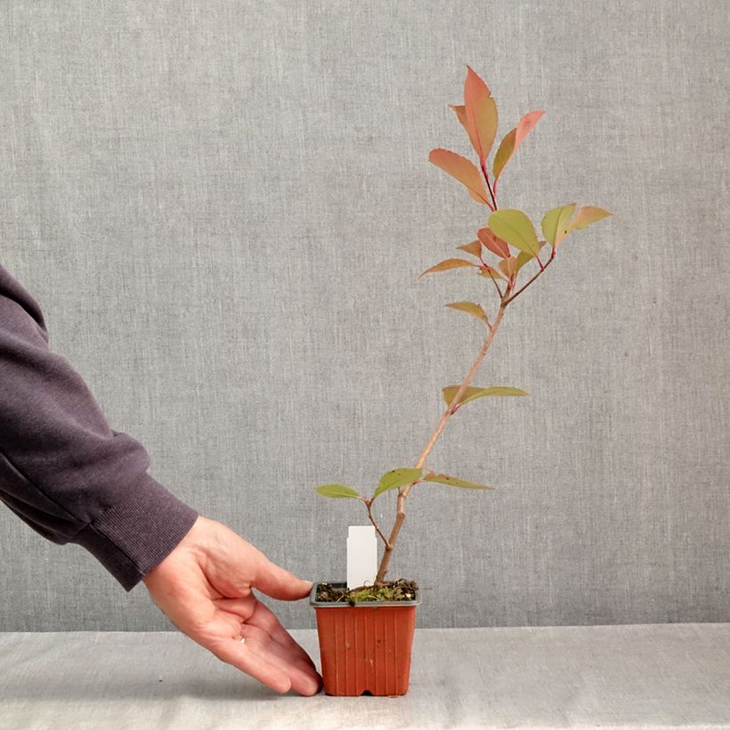 Amostra de Photinia fraseri Little Red Robin Vaso de 8/9 cm tal como entregue no outono