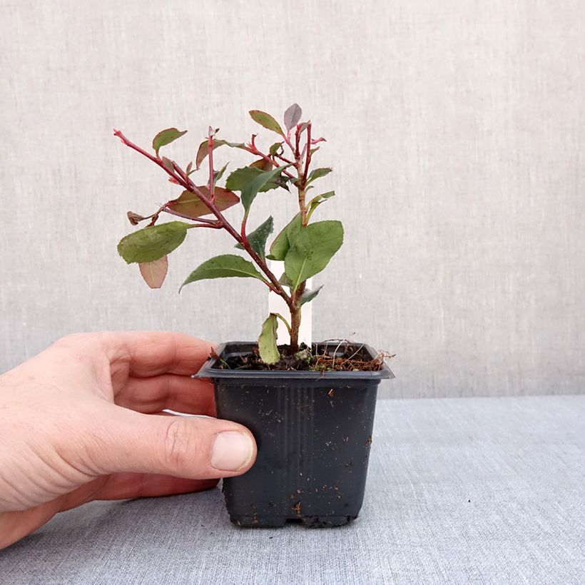 Amostra de Photinia fraseri Little Red Robin Vaso de 8/9 cm tal como entregue no inverno