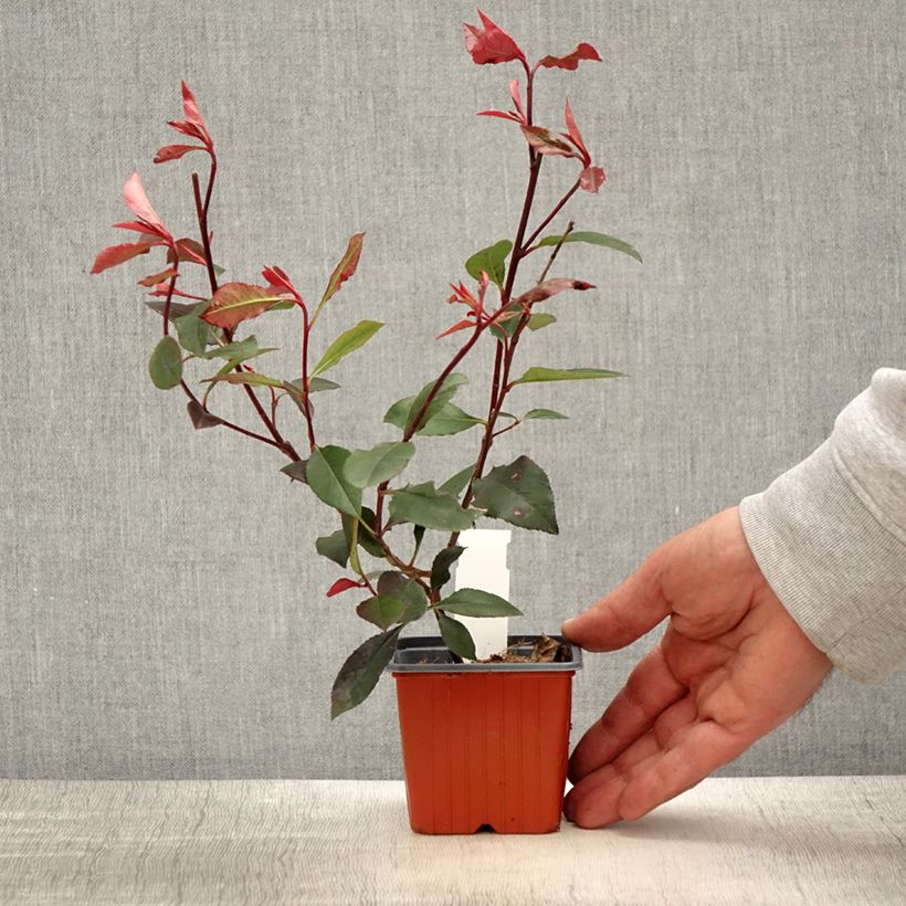 Amostra de Photinia fraseri Little Red Robin Vaso de 8/9 cm tal como entregue na primavera
