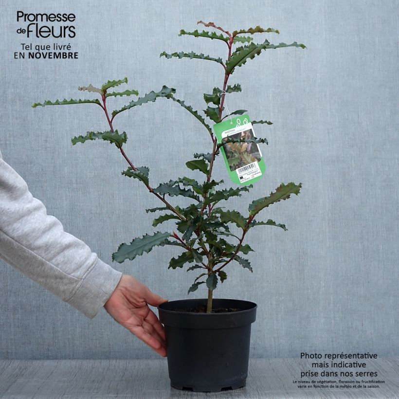 Amostra de Photinia serratifolia Crunchy Vaso de 2 L/3 L tal como entregue no outono