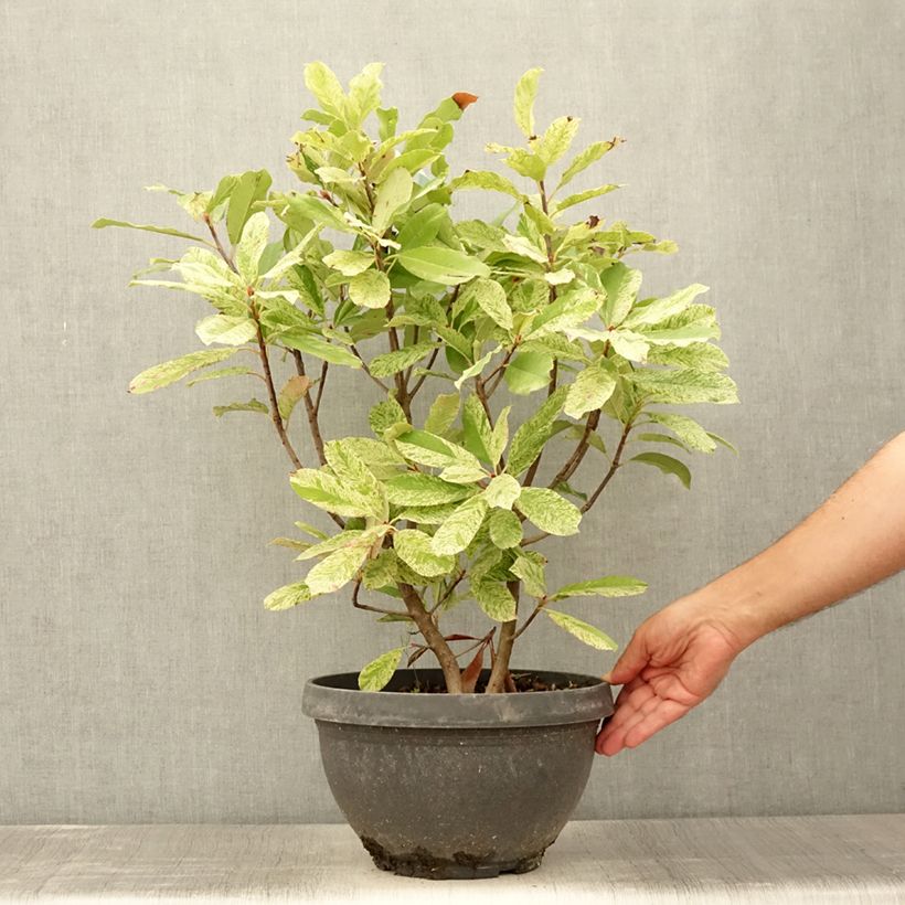 Amostra de Photinia serratifolia Pink Crispy Vaso de 6 L/7 L tal como entregue no verão