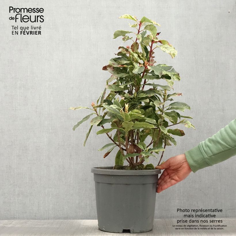 Amostra de Photinia serratifolia Pink Crispy Vaso de 6 L/7 L tal como entregue no inverno