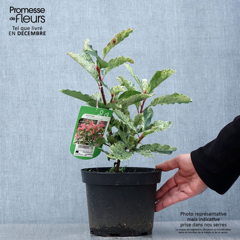 Amostra de Photinia serratifolia Pink Crispy Vaso de 2 L/3 L tal como entregue no outono