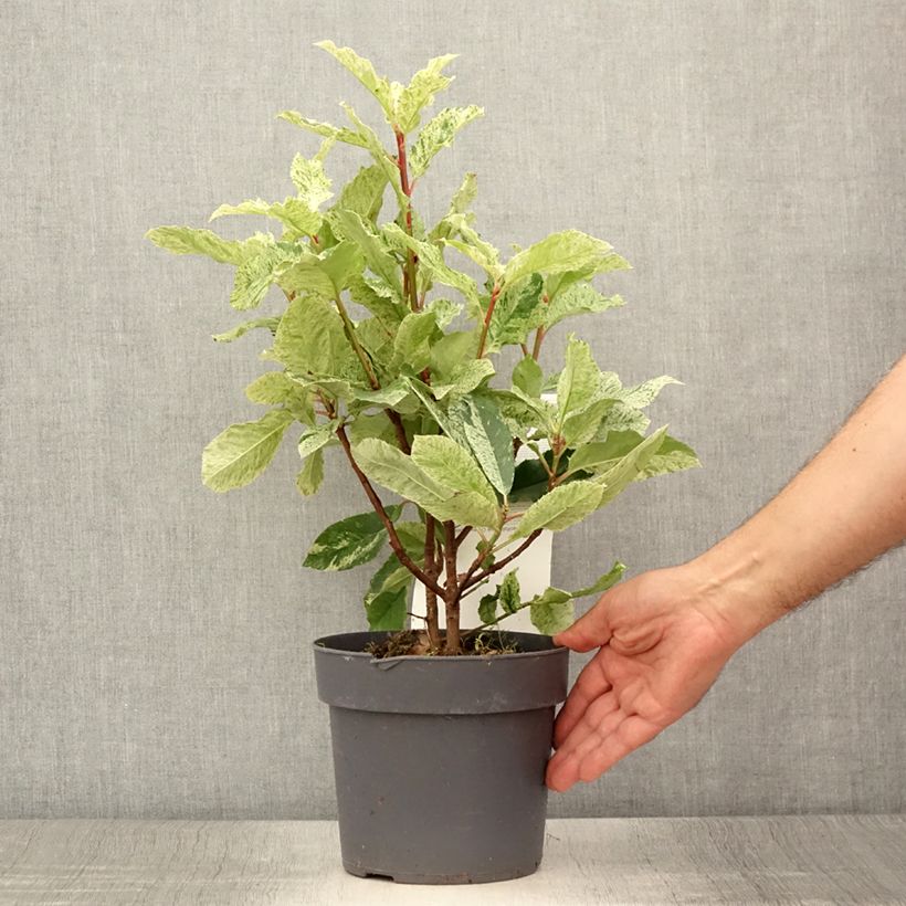 Amostra de Photinia serratifolia Pink Crispy Vaso de 2 L/3 L tal como entregue no verão