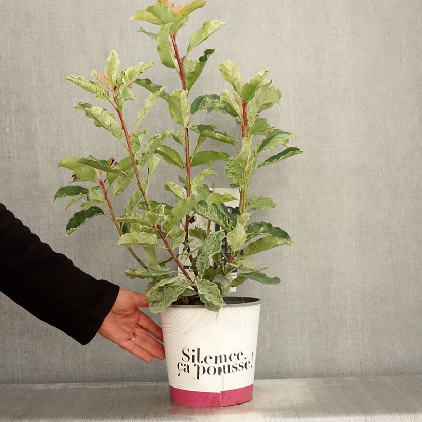 Amostra de Photinia serratifolia Pink Crispy Vaso de 4 L/5 L tal como entregue no outono