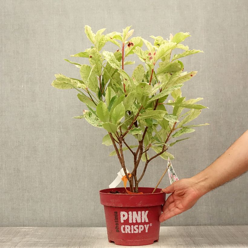 Amostra de Photinia serratifolia Pink Crispy Vaso de 4 L/5 L tal como entregue no verão