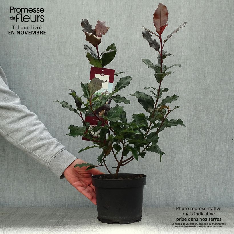 Amostra de Photinia × fraseri Magical Volcano Vaso de 2 L/3 L tal como entregue no outono